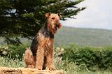 AIREDALE TERRIER 297